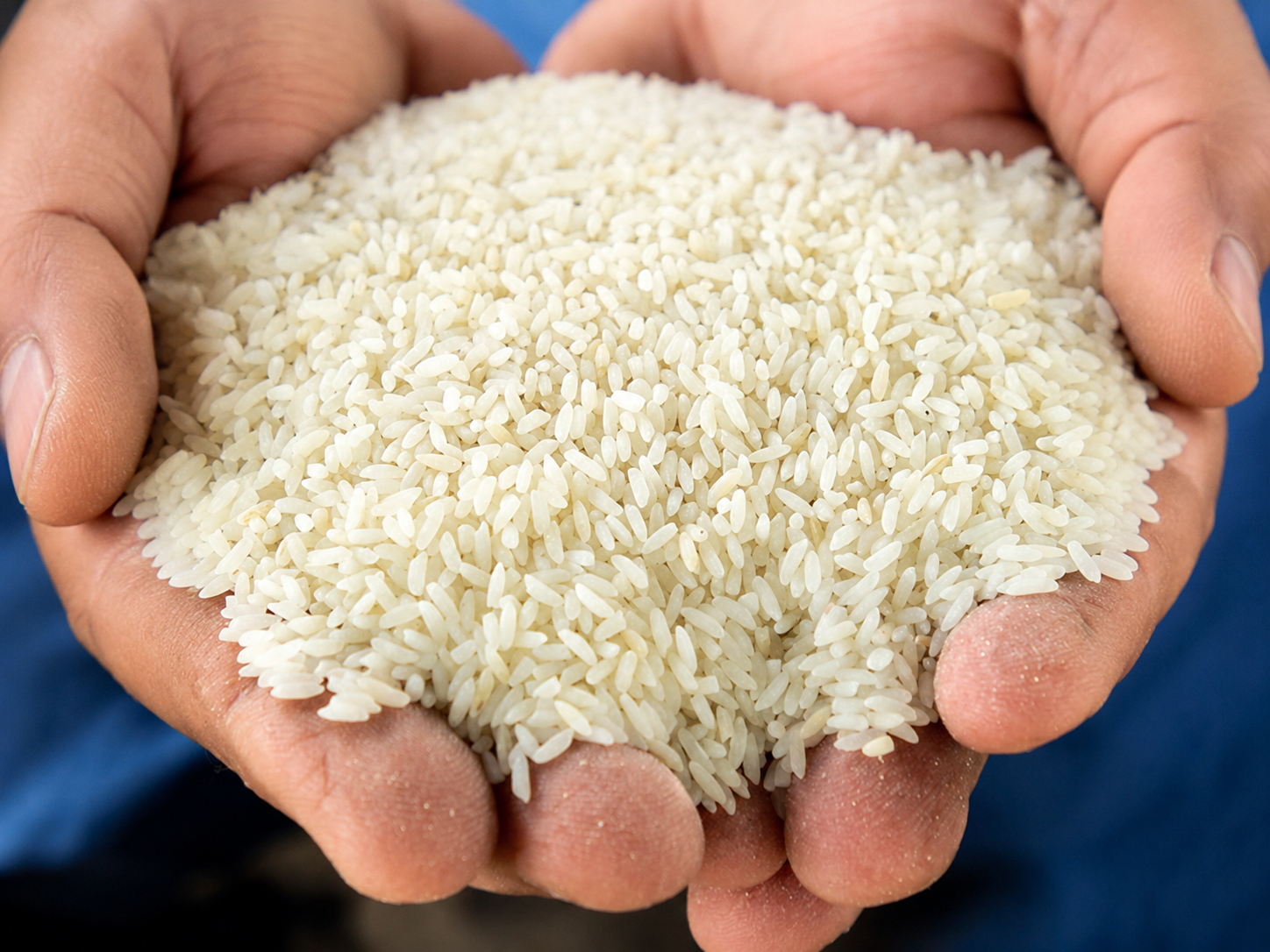 Kolam Rice exported by Aurenta International Pvt. Ltd. from India